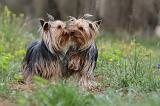 YORKSHIRE TERRIER 632